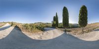 the view from a large fish eye lens shows trees along a dirt road and a row of tall green tree