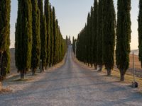 Rural Landscape in Tuscany, Europe (Harvest 001)