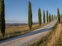 this gravel road winding around a row of tall cypress trees in the countryside of italy