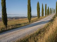 this gravel road winding around a row of tall cypress trees in the countryside of italy