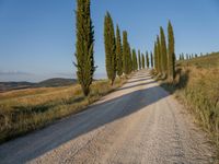 this gravel road winding around a row of tall cypress trees in the countryside of italy