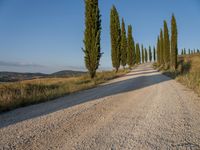 this gravel road winding around a row of tall cypress trees in the countryside of italy