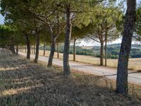 trees line a country road in an otherwise rural setting near the mountainside, portugal