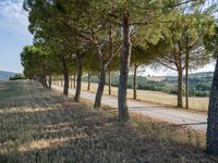 trees line a country road in an otherwise rural setting near the mountainside, portugal