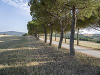 trees line a country road in an otherwise rural setting near the mountainside, portugal