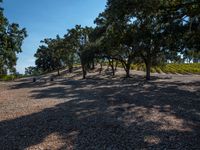 Rural Landscape with Tree Shadow