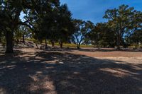 A Rural Landscape with Woody Plants and Trees