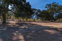 A Rural Landscape with Woody Plants and Trees