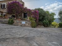 Rural Majorca at Dawn: A Glimpse of Agriculture