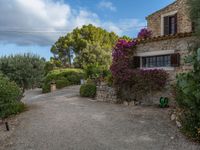 Rural Majorca at Dawn: Agriculture in Open Spaces