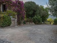 Rural Majorca at Dawn: Paver Road Scene