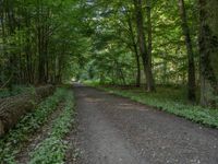 a dirt path runs through a dense wooded area in the middle of trees and bushes