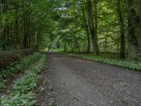 a dirt path runs through a dense wooded area in the middle of trees and bushes