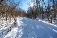 snow covered ground near tree and path with woods in background with sun shining on it