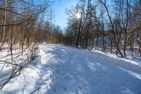 snow covered ground near tree and path with woods in background with sun shining on it