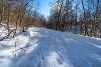 snow covered ground near tree and path with woods in background with sun shining on it