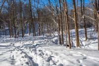 a trail through the woods and footprints in snow on the ground and trees with no leaves