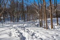 a trail through the woods and footprints in snow on the ground and trees with no leaves