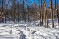 a trail through the woods and footprints in snow on the ground and trees with no leaves