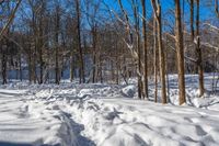 a trail through the woods and footprints in snow on the ground and trees with no leaves