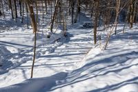 trees are lined up along a trail in the snow near a bench outside in the woods