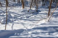 trees are lined up along a trail in the snow near a bench outside in the woods