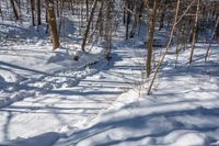 trees are lined up along a trail in the snow near a bench outside in the woods