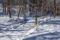 trees are lined up along a trail in the snow near a bench outside in the woods