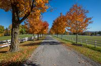 the paved pathway with trees in their leaves is lined up near the white fenced off wooden posts