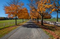 the paved pathway with trees in their leaves is lined up near the white fenced off wooden posts