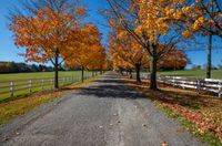 the paved pathway with trees in their leaves is lined up near the white fenced off wooden posts