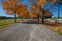 the paved pathway with trees in their leaves is lined up near the white fenced off wooden posts