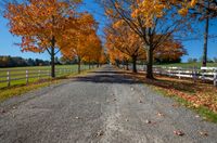 the paved pathway with trees in their leaves is lined up near the white fenced off wooden posts