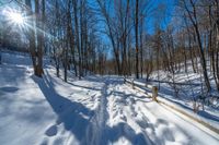 a path surrounded by snow and trees during the day with bright sunlight in the background