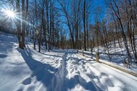 a path surrounded by snow and trees during the day with bright sunlight in the background