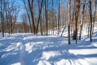 a large amount of snow covers the ground in the woods on a sunny day in winter