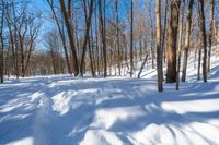 a large amount of snow covers the ground in the woods on a sunny day in winter