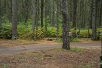 Rural Ontario Forest Landscape 001