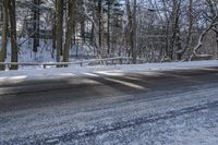 Rural Ontario Forest Road with Tree