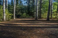 a dog sits alone on a field in the forest as other dogs walk by it