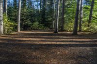 a dog sits alone on a field in the forest as other dogs walk by it