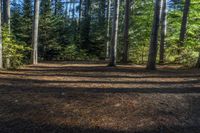 a dog sits alone on a field in the forest as other dogs walk by it