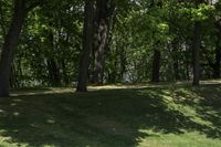 a man tossing a frisbee in a green park next to some trees and a small hill