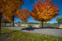 an image of a road in the fall leaves on the trees and bench near it