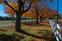 the trees line up along the roadside by a white fence, in autumn time, and are turning their leaves all over