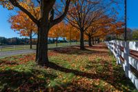 the trees line up along the roadside by a white fence, in autumn time, and are turning their leaves all over