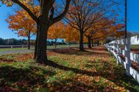 the trees line up along the roadside by a white fence, in autumn time, and are turning their leaves all over