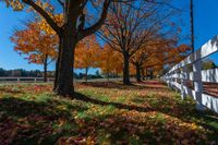 the trees line up along the roadside by a white fence, in autumn time, and are turning their leaves all over