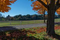 a field with trees and a fence in the distance with leaves all over it's ground