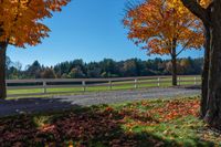 a field with trees and a fence in the distance with leaves all over it's ground